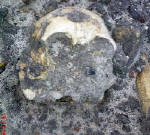 Ziviles Massengrab in Marlbork